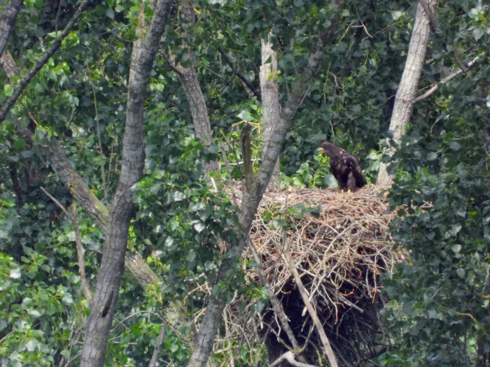 Spotted White-tailed Eagle