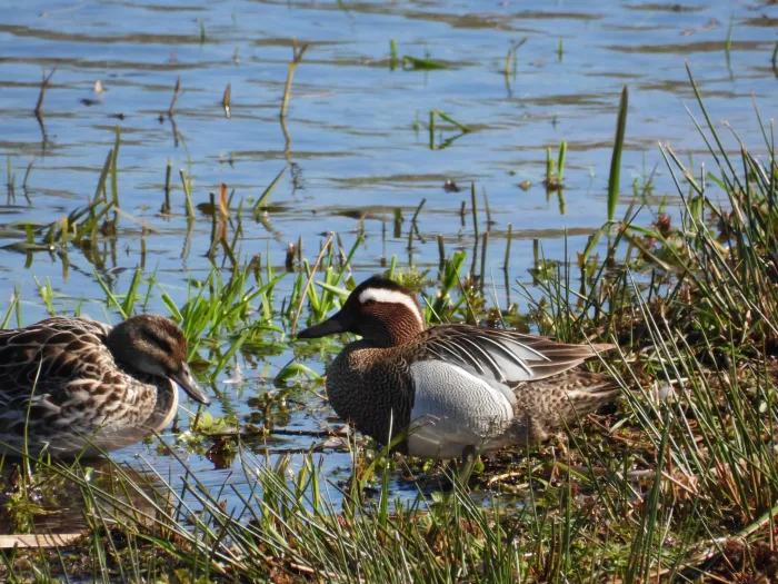 Gespotte Zomertaling