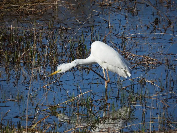 Gespotte Grote zilverreiger