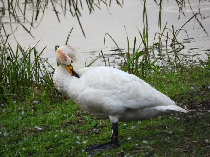 Waargenomen Wilde zwaan