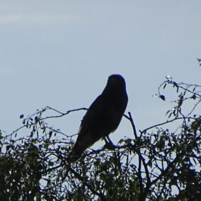 Waargenomen Buizerd