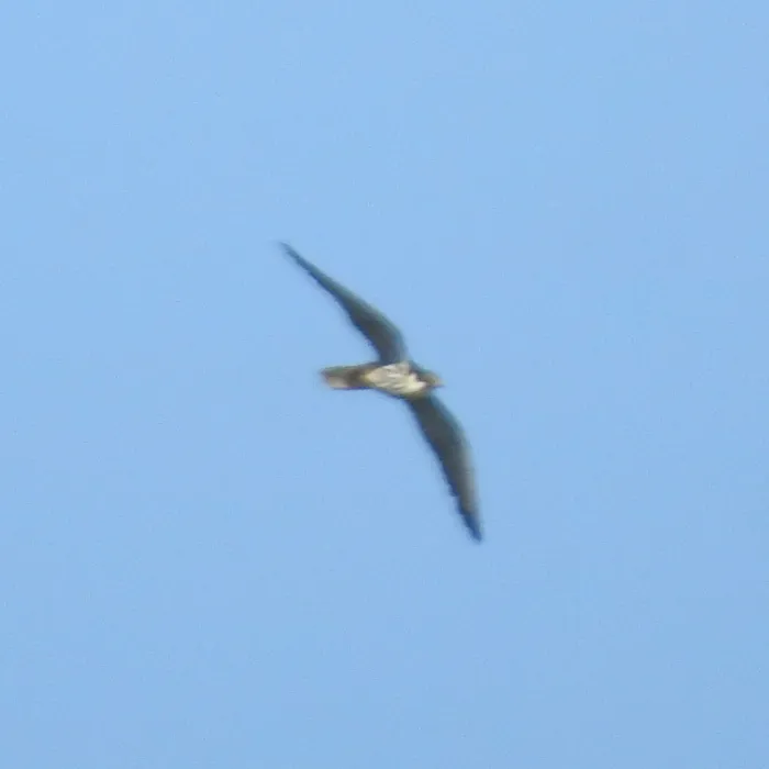 Spotted Eurasian Hobby