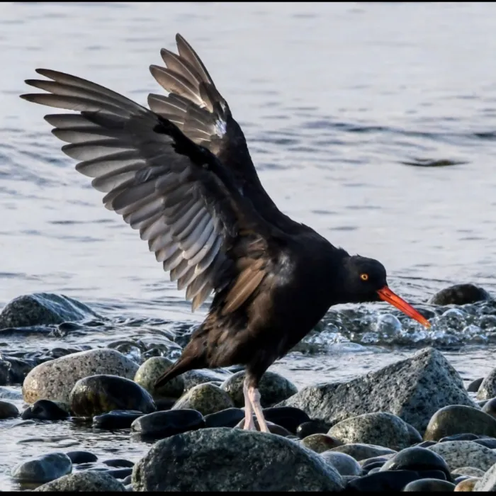 Spotted Black Oystercatcher