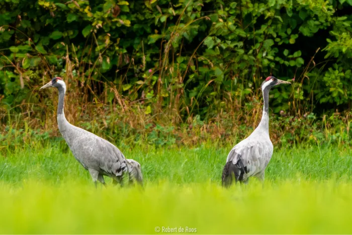Waargenomen Kraanvogel