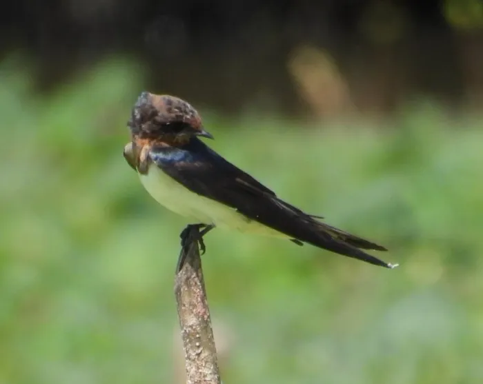 Gespotte Boerenzwaluw