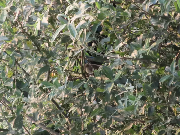 Spotted Common Reed Warbler