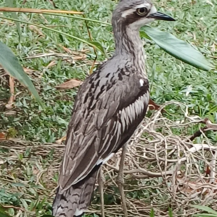 Spotted Bush Thick-knee