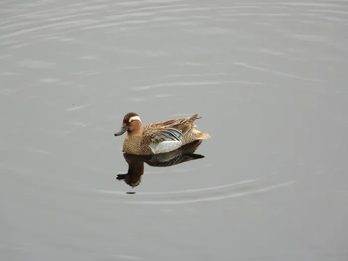 Spotted Garganey