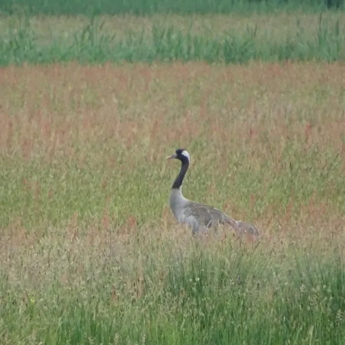 Waargenomen Kraanvogel