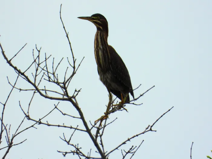 Waargenomen Groene reiger