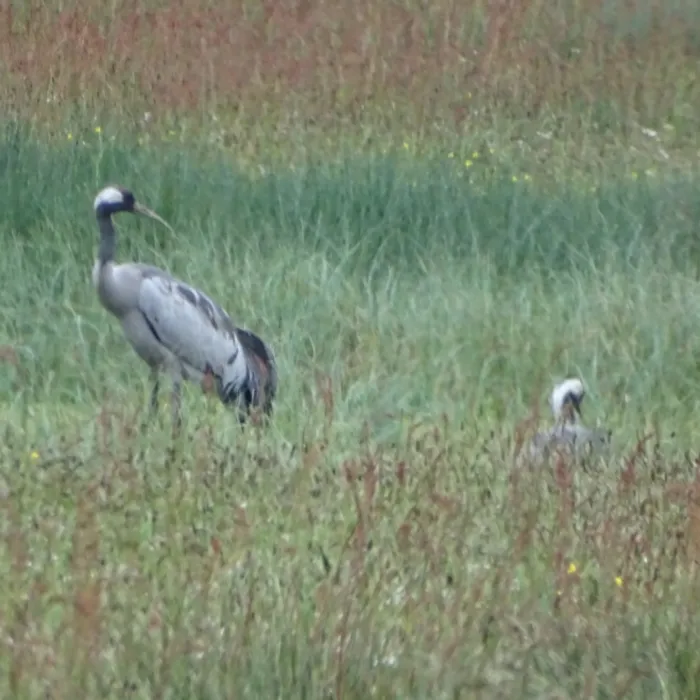 Spotted Common Crane