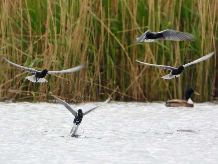Spotted Black Tern