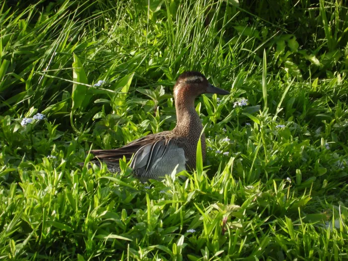 Spotted Garganey