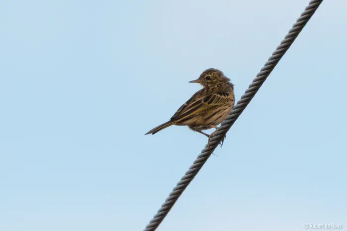 Meadow Pipit
