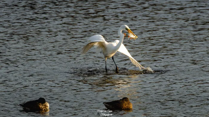 Great Egret