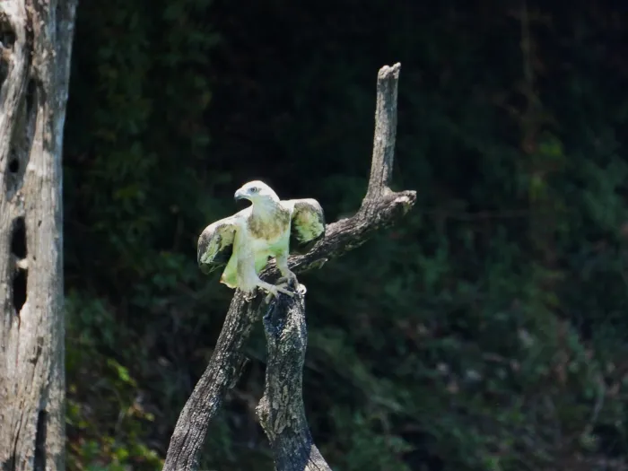 Gespotte Witbuikzeearend