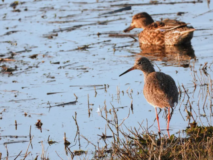 Spotted Common Redshank