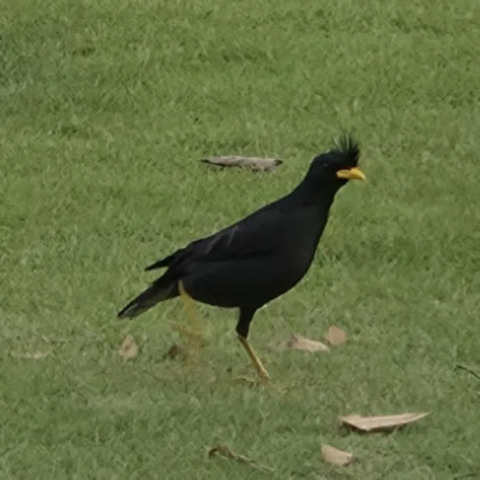 Gespotte Grote maina