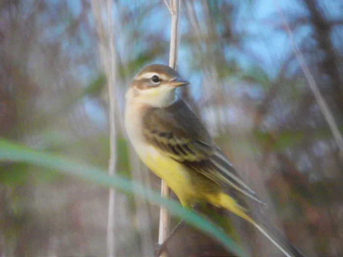 Spotted Western Yellow Wagtail
