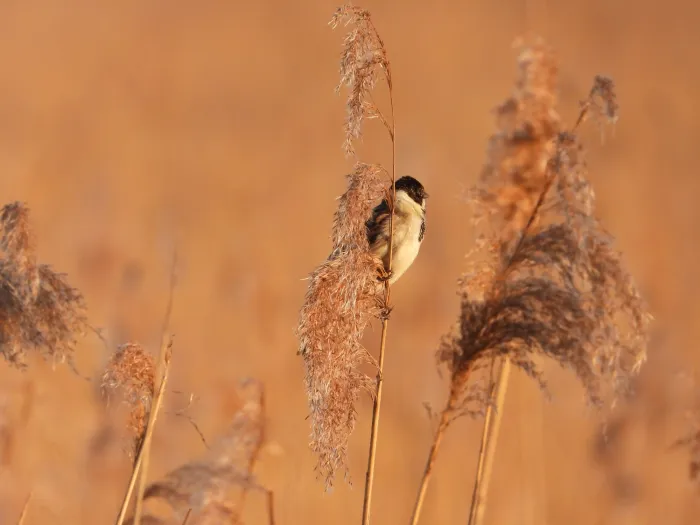 Spotted Reed Bunting