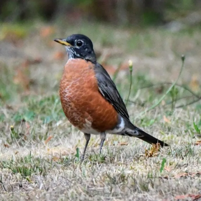 Spotted American Robin