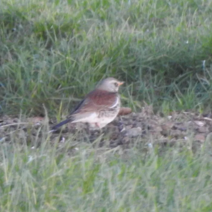 Spotted Fieldfare