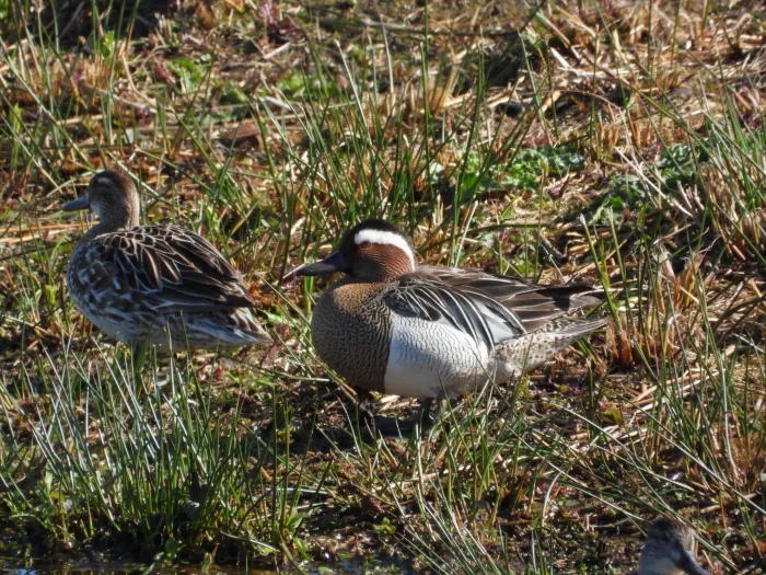 Gespotte Zomertaling