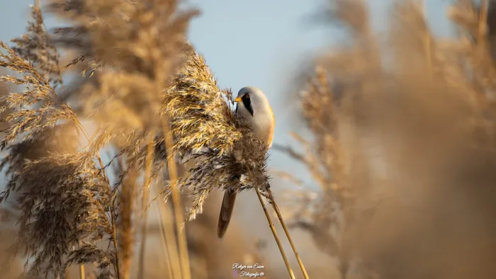 Bearded Reedling