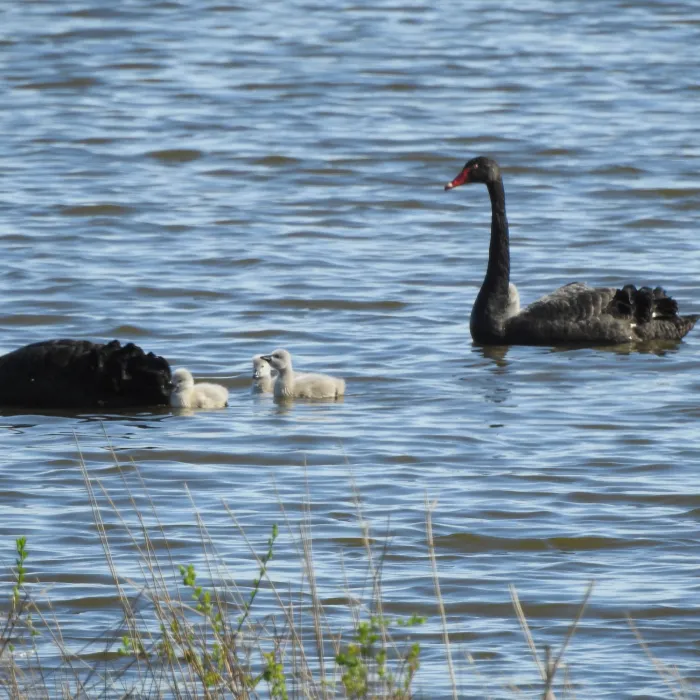 Gespotte Zwarte zwaan
