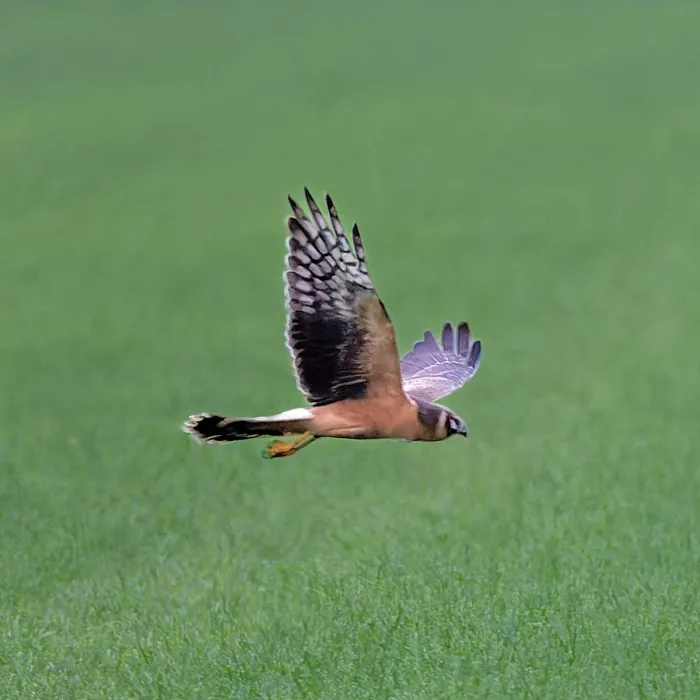 Spotted Pallid Harrier