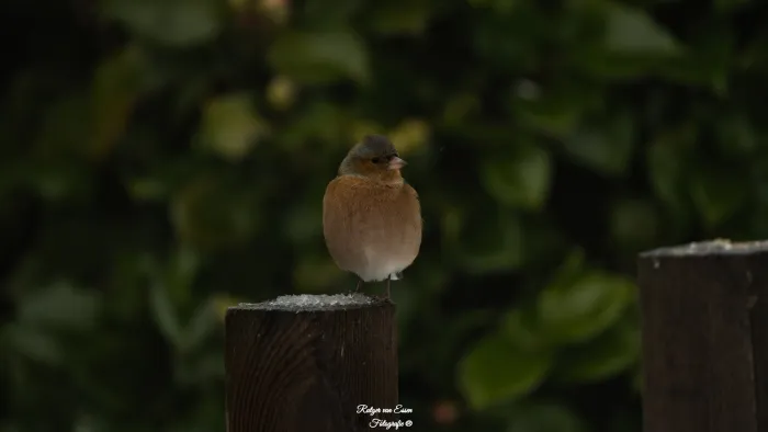 Common Chaffinch