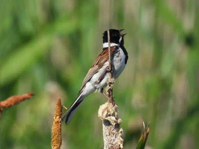 Spotted Reed Bunting