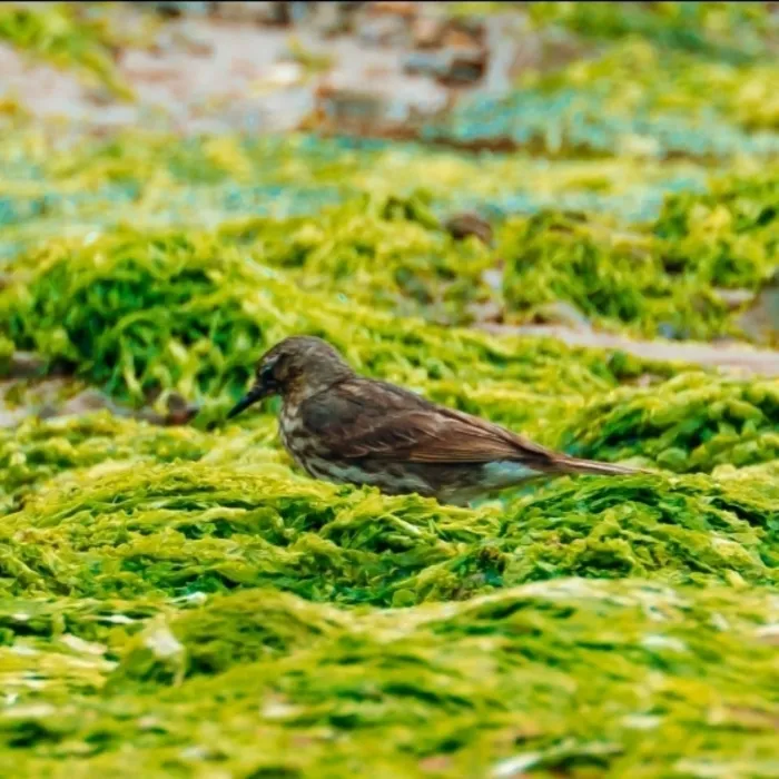 Spotted Rock Pipit