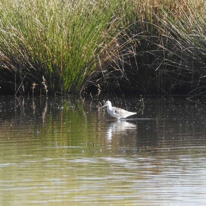Common Greenshank