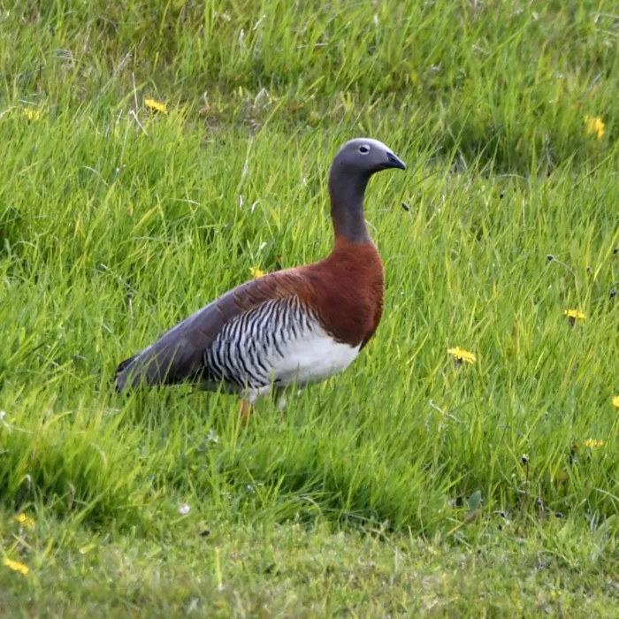 Spotted Ashy-headed Goose