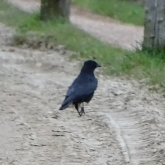 Gespotte Zwarte kraai