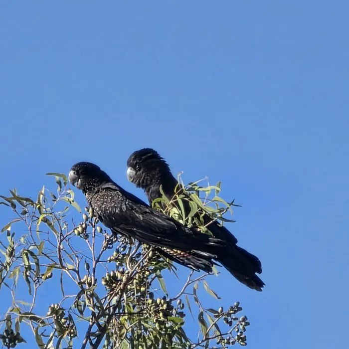 Gespotte Roodstaartraafkaketoe