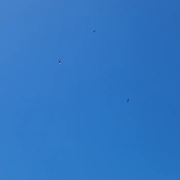 Waargenomen Boerenzwaluw