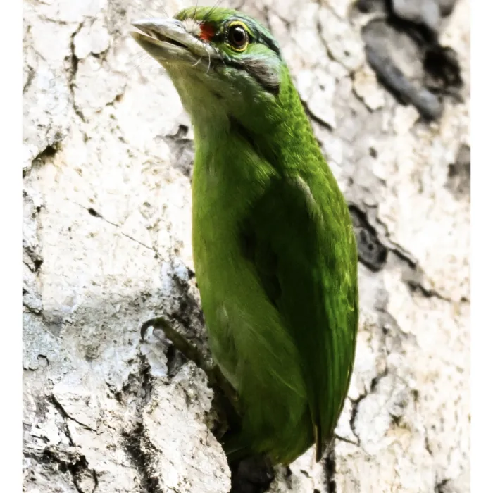 Gespotte Groenkruinbaardvogel