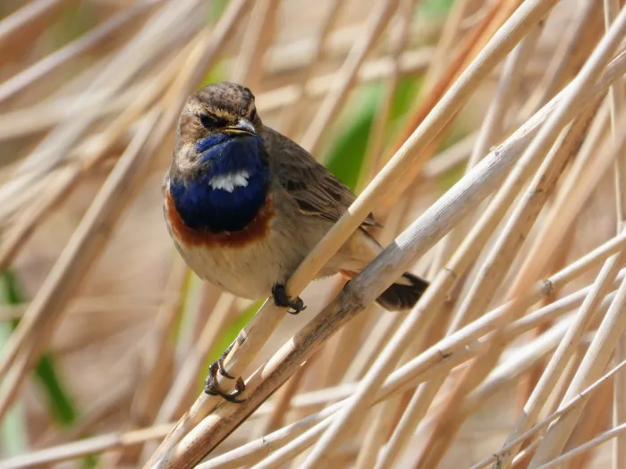 Waargenomen Blauwborst