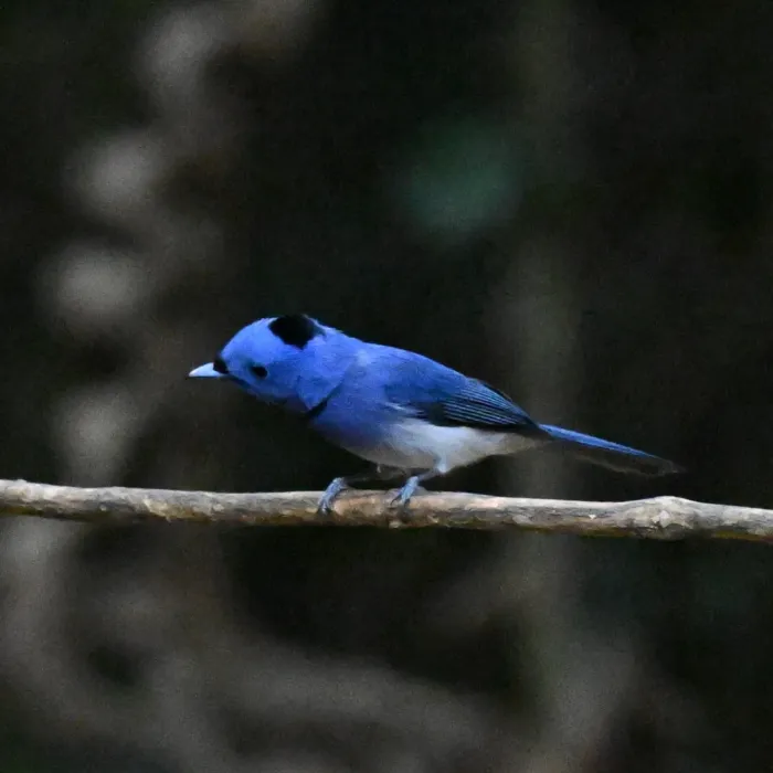 Gespotte Zwartnekmonarch