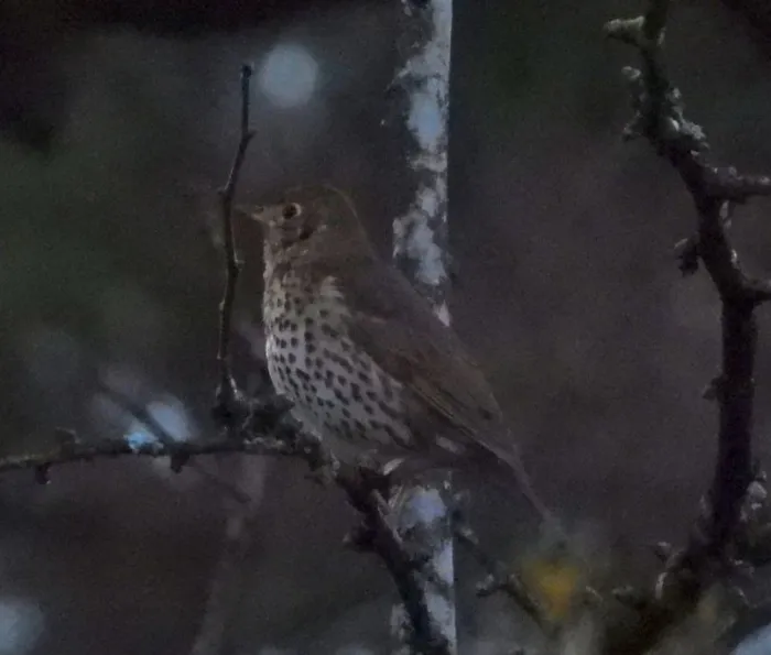 Gespotte Zanglijster