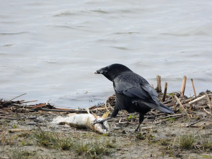 Gespotte Zwarte kraai