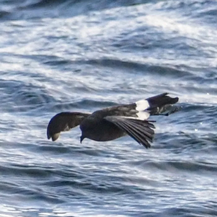 Spotted Wilson's Storm-Petrel