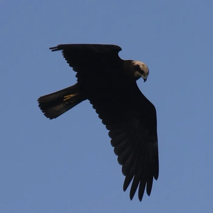 Spotted Western Marsh Harrier