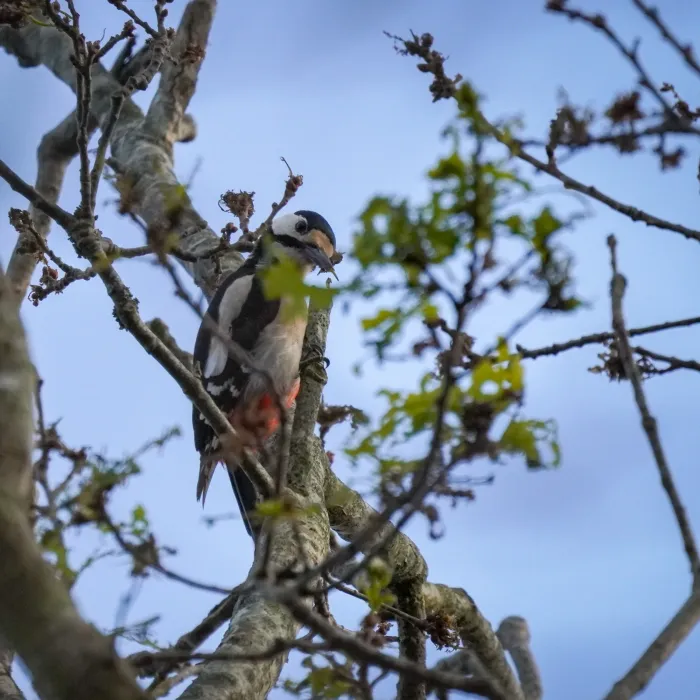 Great Spotted Woodpecker