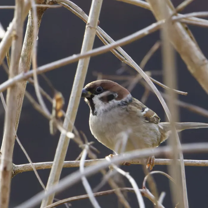 Spotted Eurasian Tree Sparrow