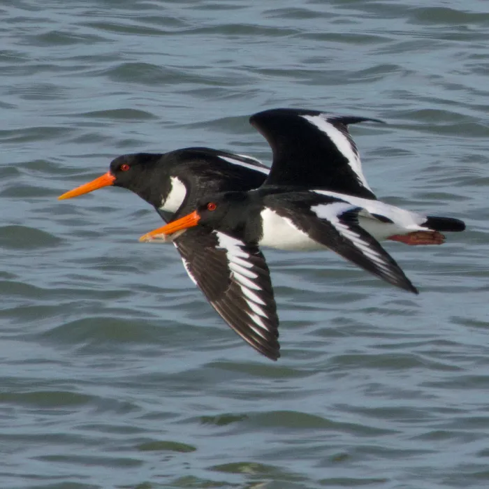 Gespotte Scholekster