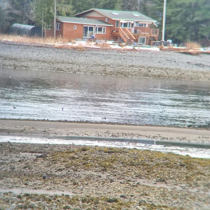 Gespotte Zwarte steenloper