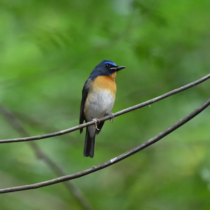 Gespotte Indochinese niltava